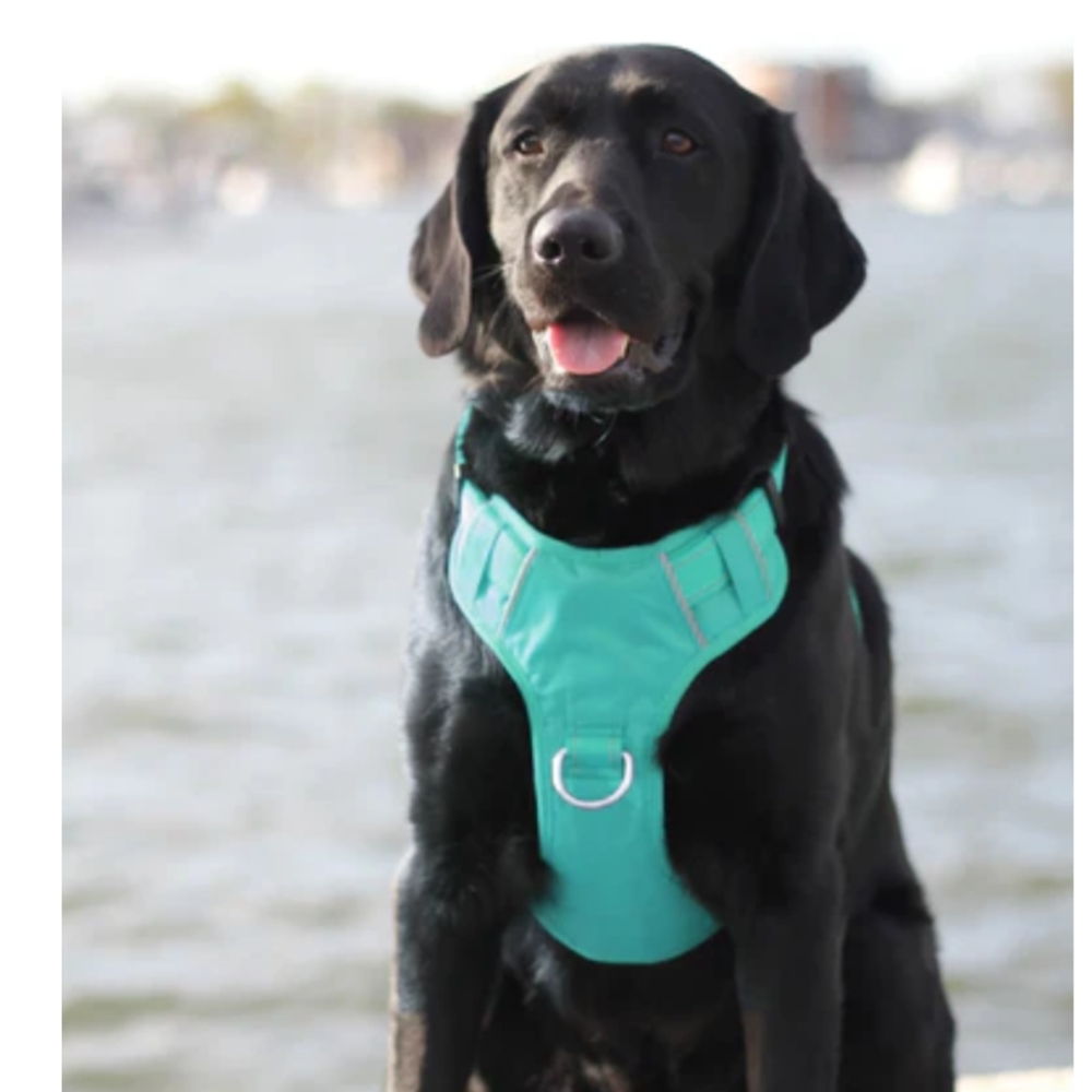 NWT Bay Dog‎ Chesapeake Harness Size M 3 Leash Points